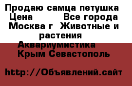 Продаю самца петушка › Цена ­ 700 - Все города, Москва г. Животные и растения » Аквариумистика   . Крым,Севастополь